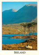 Irlande - Galway - Connemara - Early Morning On Derryclare Lough Between Clifden And Recess - Moutons - Carte Neuve - Ir - Galway