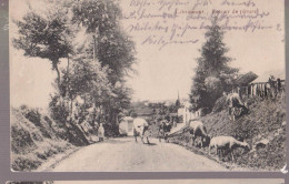 Cpa  Libramont  Vaches Et Mouton  1914 - Libramont-Chevigny