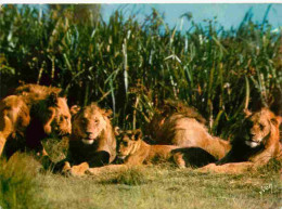 Animaux - Fauves - Lion - Animaux D'Afrique En Liberté - Lions Et Lionnes - CPM - Voir Scans Recto-Verso - Leoni