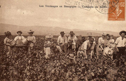 Les Vendanges En Bourgogne. Cueillette Du Raisin - Bourgogne