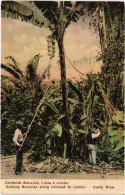 PC COSTA RICA CUTTING BANANAS RAILROAD TO LIMON Vintage Postcard (b52230) - Costa Rica