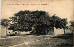 PC BAHAMAS CARIBBEAN NASSAU SILK COTTON TREE Vintage Postcard (b52210) - Bahamas