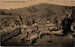 PC VIRGIN ISLANDS FACING THE CAMERA AFTER DINNER Vintage Postcard (b52258) - Vierges (Iles), Britann.