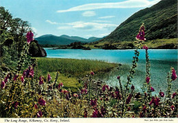 Irlande - Kerry - Killarney - The Long Range - Fleurs - Carte Neuve - Ireland - CPM - Voir Scans Recto-Verso - Kerry