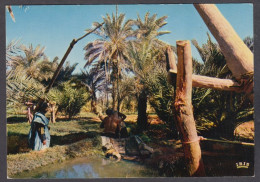 127507/ Mauritanie, Oasis - Mauritania