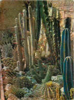 Fleurs - Plantes - Cactus - Presqu'ile De Giens - Village De Vacances - Jardin Exotique - CPM - Voir Scans Recto-Verso - Sukkulenten