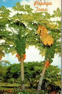 N°41617 Z -cpsm Papaya Trees - Árboles