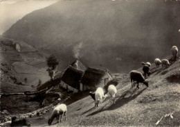 PYRENEES , Cpsm Paturage Pyrénéen , 060  (12052) - Midi-Pyrénées