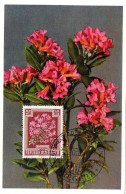 FLEUR + RHODODENDRON  = AUTRICHE 1955 = CARTE MAXIMUM + N° Yvert 727 - Cartas Máxima