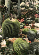 Fleurs - Plantes - Cactus - Principauté De Monaco - Le Jardin Exotique - Carte Dentelée - CPSM Grand Format - Etat Carte - Cactus