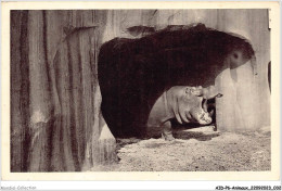 AIDP6-ANIMAUX-0493 - Paris - Jardin Zoologique De Vincennes - Le Sourire De L'hippopotame  - Hippopotames