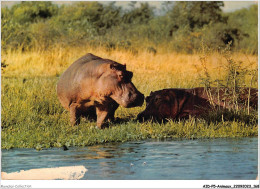 AIDP5-ANIMAUX-0469 - Hippopotames  - Hippopotames