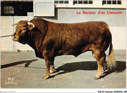 AIDP2-TAUREAUX-0148 - Le Bonjour D'un Limousin  - Toros