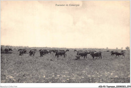 AIDP2-TAUREAUX-0111 - Taureaux En Camargue  - Stiere