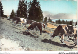 AIDP2-TAUREAUX-0093 - Pâturages Au Bord Du Lac  - Stiere