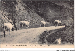 AIDP2-TAUREAUX-0081 - Scènes Des Pyrénées - Vaches Allant Au Pâturage  - Stiere