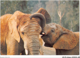 AIDP8-ANIMAUX-0777 - Les Animaux D'afrique - éléphants D'afrique - Secret De Taille - Thoiry-en-yvelines  - Éléphants