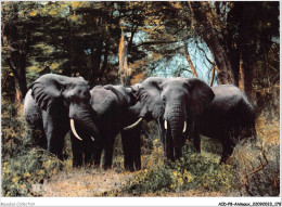 AIDP8-ANIMAUX-0772 - African Wild Life - élephants - Éléphants