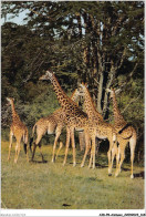 AIDP8-ANIMAUX-0767 - East Africa - African Wildlife - Giraffes - Giraffen