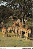 AIDP8-ANIMAUX-0767 - East Africa - African Wildlife - Giraffes - Jirafas