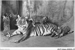 AIDP7-ANIMAUX-0668 - Tigresse Et Ses Petits - Tigri
