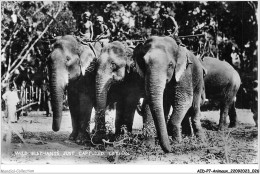 AIDP7-ANIMAUX-0597 - Wild élephant Just Captured - Ceylon  - Elephants