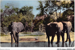 AIDP6-ANIMAUX-0581 - Faune Africaine - éléphants â La Rivière  - Éléphants