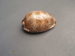 Jolie Porcelaine, Coquillage - Cypraea églantina - Nouvelle-Calédonie. - Coquillages