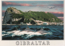 9000775 - Gibraltar - Grossbritannien - Delfine - Gibraltar