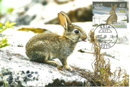 Carte Maximum - Portugal - Caça - Coelho Europeu - Oryctolagus Cuniculus - European Rabbit - Lapin Commun  - Maximumkaarten