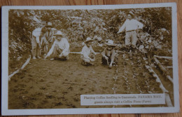 Planting Coffee Seedling In Guatemala - Panama Mail - Guests Always Visit A Coffee Finca - Farm - Animée - (n°28740) - Guatemala