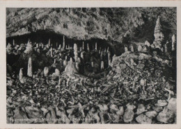 56234 - Oberharz-Rübeland - Baumannshöhle, Märchenwald - 1959 - Halberstadt