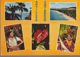 C. P. - PHOTO - ANTILLES CARIBBEAN - ANTILLES RADIEUSES - 5924 - MULTIVUES - IRIS - Otros & Sin Clasificación