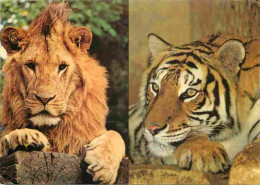 Animaux - Fauves - Lion - Tigre - Tiger - Woburn Wild Animal Kingdom - Woburn Park - Bedfordshire - CPM - Voir Scans Rec - Lions