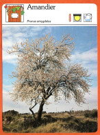 AMANDIER Arbre Jardins Potager Et Fruitier Fiche Illustrée Documentée - Autres & Non Classés