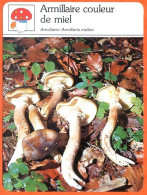 ARMILLAIRE COULEUR DE MIEL Champignon Fiche Illustrée Documentée Champignons - Autres & Non Classés