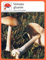 VOLVAIRE GLUANTE   Champignon Fiche Illustrée Documentée Champignons - Autres & Non Classés