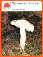 TRICHOLOME COLOMBETTE Champignon Fiche Illustrée Documentée Champignons - Autres & Non Classés