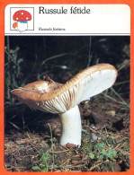 RUSSULE FETIDE  Champignon Fiche Illustrée Documentée Champignons - Autres & Non Classés