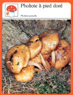 PHOLIOTE A PIED DORE Champignon Fiche Illustrée Documentée Champignons - Autres & Non Classés