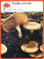 PAXILLE ENROULE  Champignon Fiche Illustrée Documentée Champignons - Autres & Non Classés