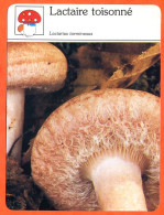 LACTAIRE TOISONNE    Champignon Fiche Illustrée Documentée Champignons - Autres & Non Classés