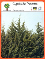 CYPRES DE ARIZONA  Arbre Bois Fiche Illustrée Documentée Arbres - Andere & Zonder Classificatie