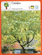 CATALPA Arbre  Bois Fiche Illustrée Documentée Arbres - Otros & Sin Clasificación