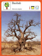 BAOBAB  Arbre Bois Fiche Illustrée Documentée Arbres - Autres & Non Classés