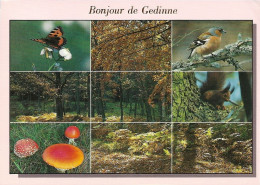 *CPM - BELGIQUE - NAMUR - Bonjour De GEDINNE - Oiseaux, Champignons, écureuil, Forets - Theme Nature - Gedinne