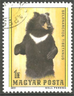 XW01-2848 Hongrie Ours Tibet Bear Bar Oso Orso - Bears