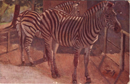 AFRICA -  Equus Antiquorum - Zebra - Cebras