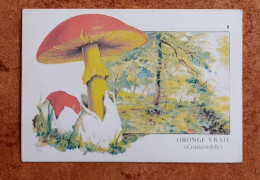 Calendrier De Poche Champignon. Oronge Vraie - Tamaño Pequeño : 1981-90
