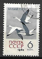 RUSSIE   /   URSS       -      OIES       -     Oblitéré - Geese